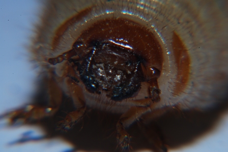 larva di insetto